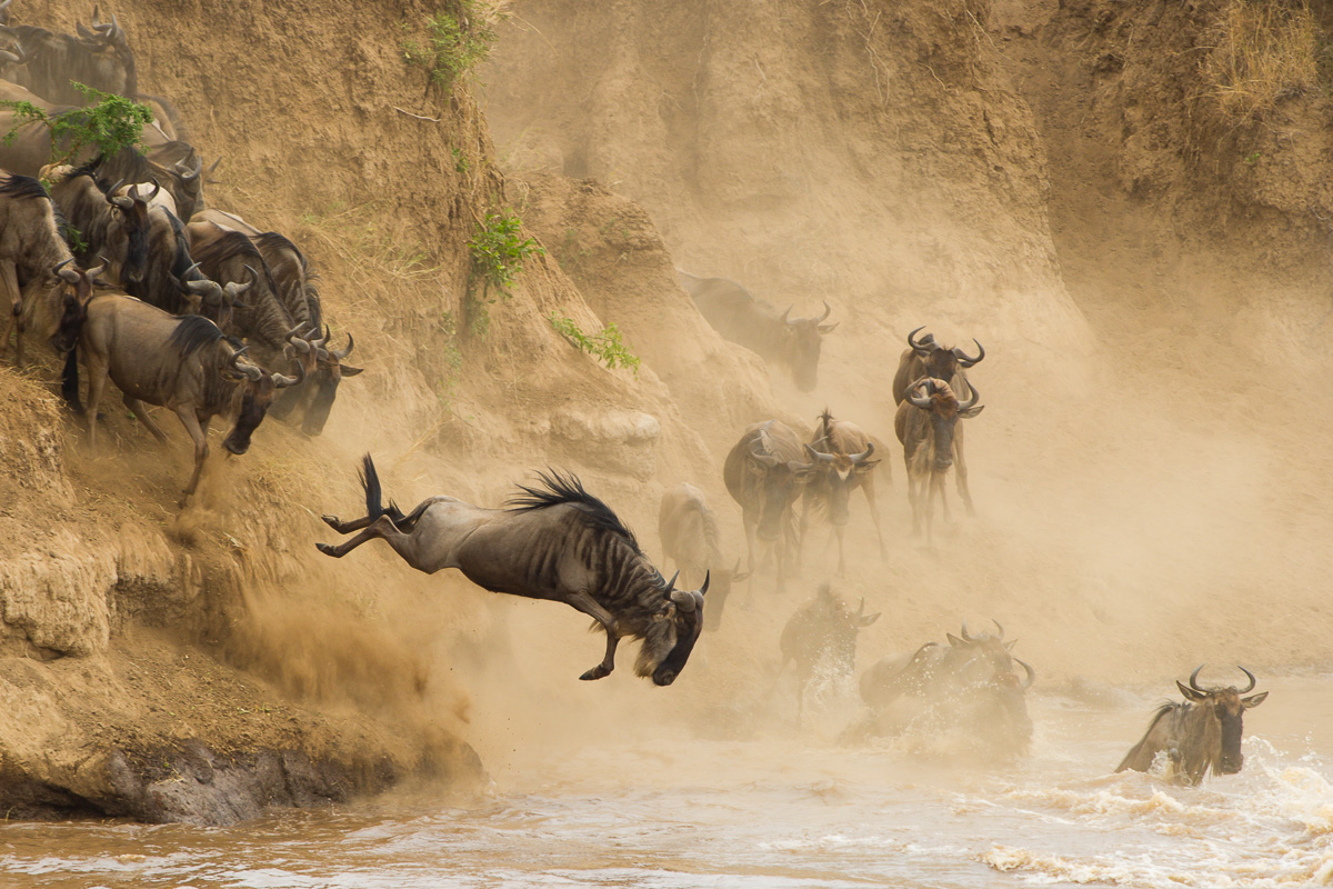 wildebeest migration safari in kenya