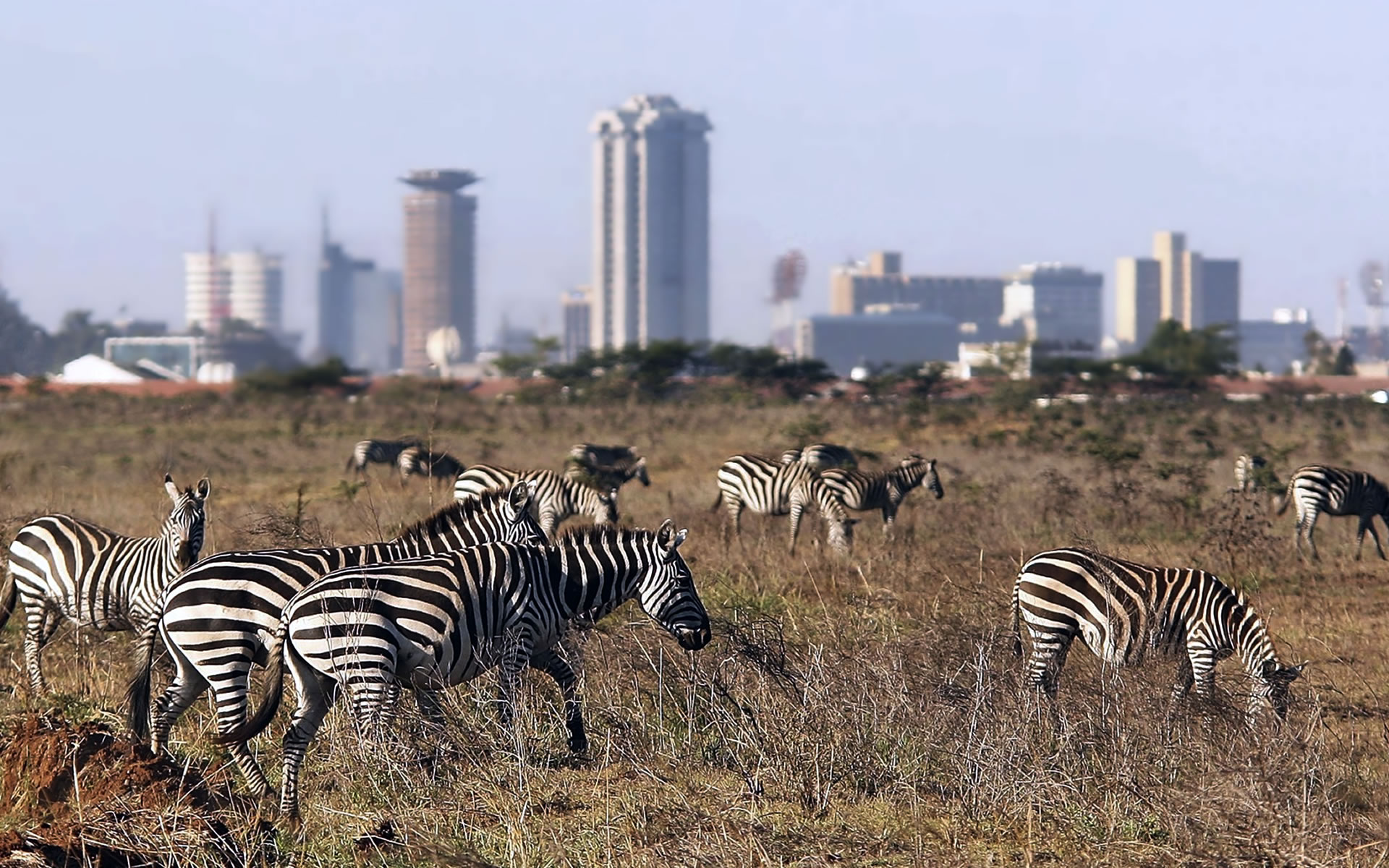 nairobi park tour