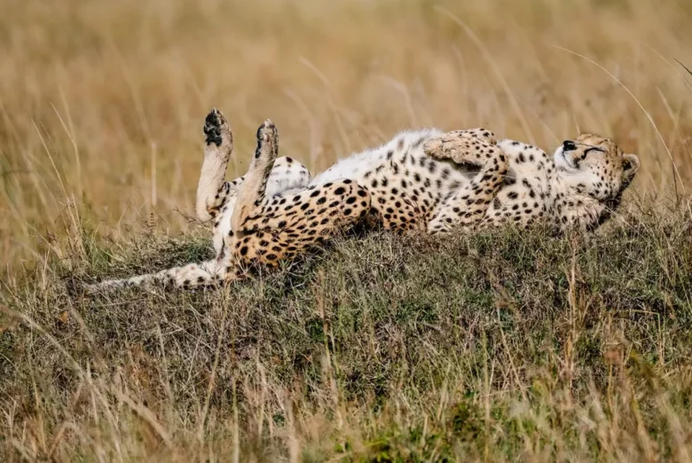 Best Time to Visit Kenya