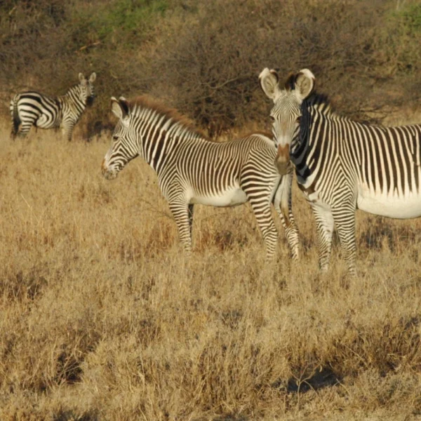 Best Time to Visit Kenya