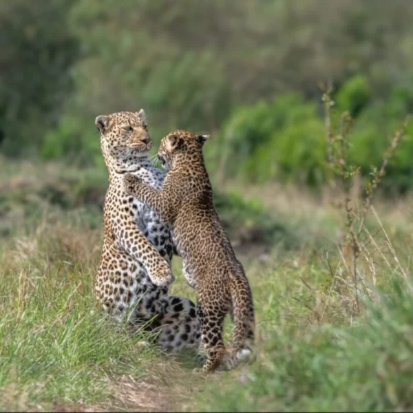 Best Time to Visit Kenya