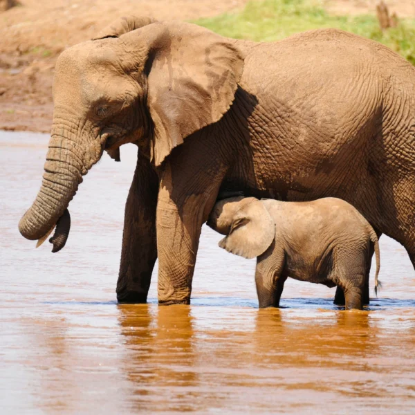 Best Time to Visit Kenya