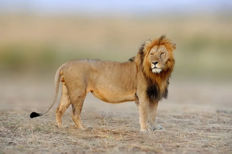 11-Day Kenya Wildlife Safari