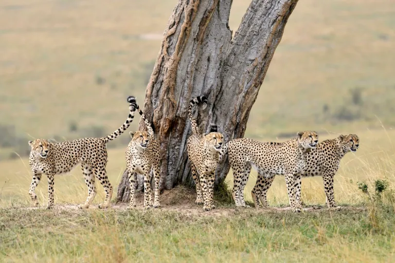 12-Day Kenya Classic Safari