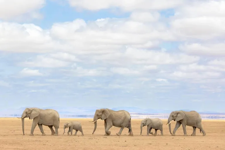 6-Day Best of Kenya Safari