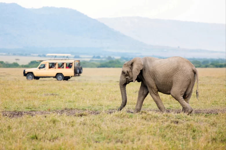 Kenya Safari