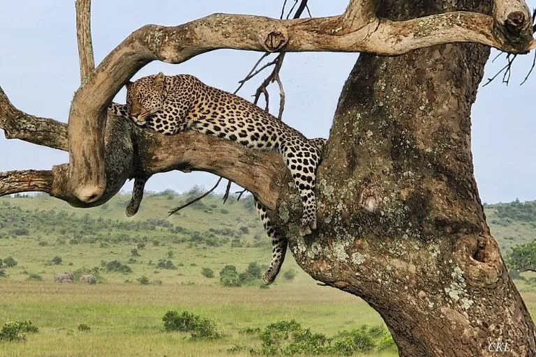 Best Safari in Kenya