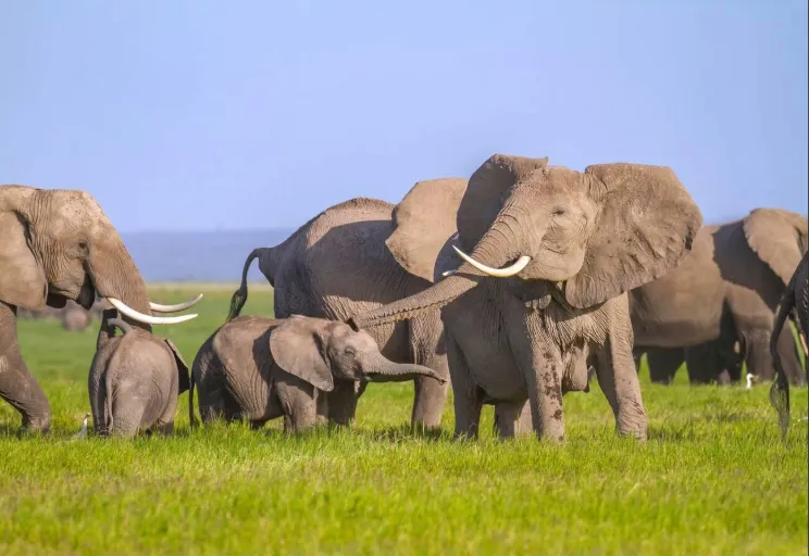 Best Time To Visit Kenya