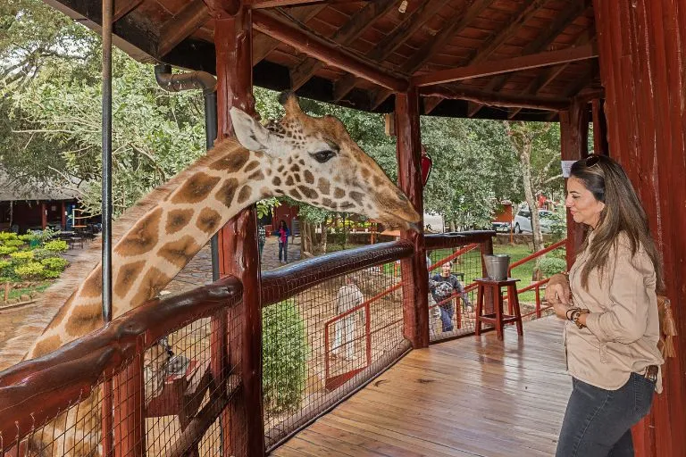 Giraffe in Nairobi