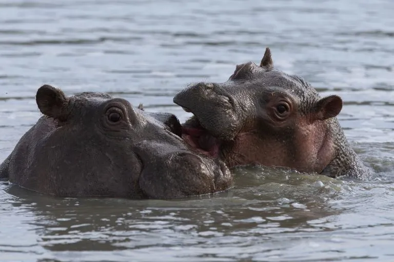 Kenya Experience safari