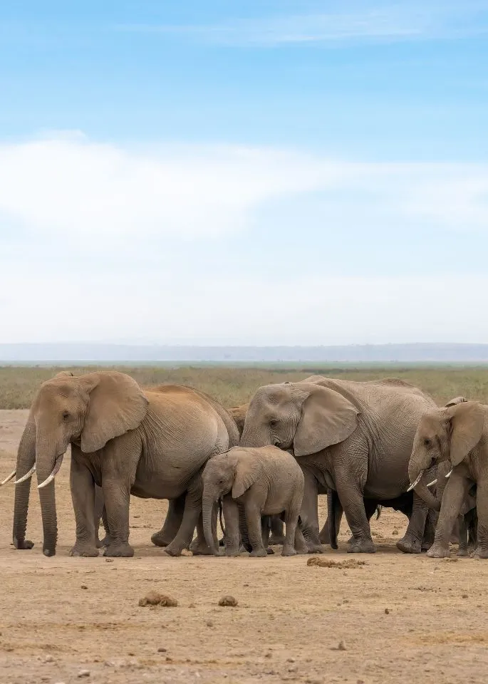 Kenya National Parks Safaris