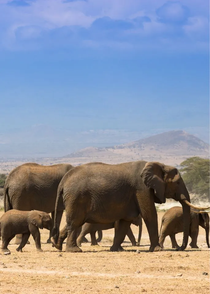 Kenya National Parks