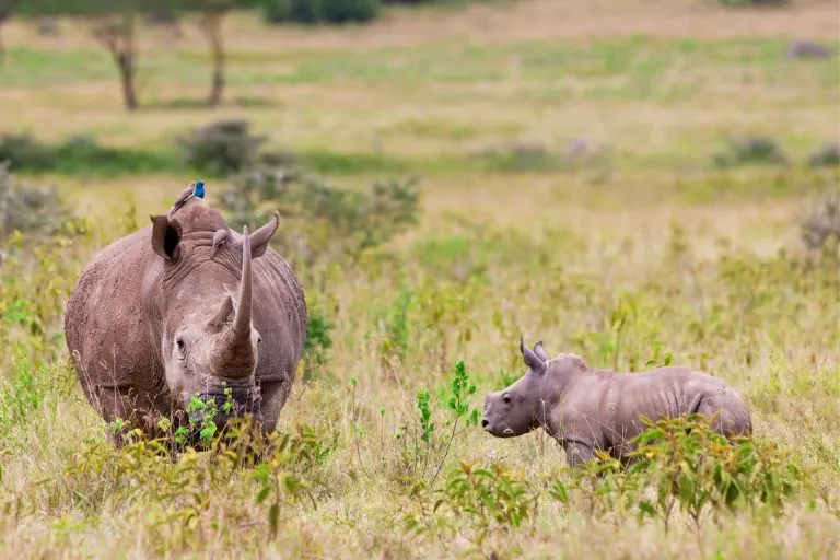 Kenya Safari