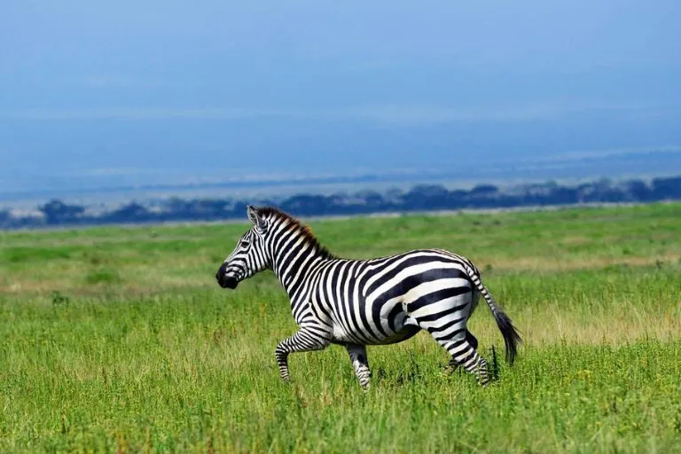 Kenya Travel Safari