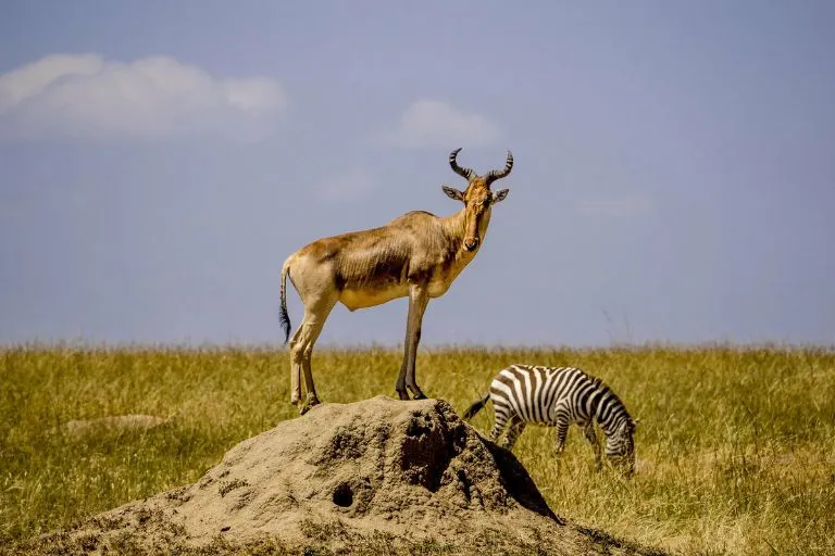 Kenya Wildlife
