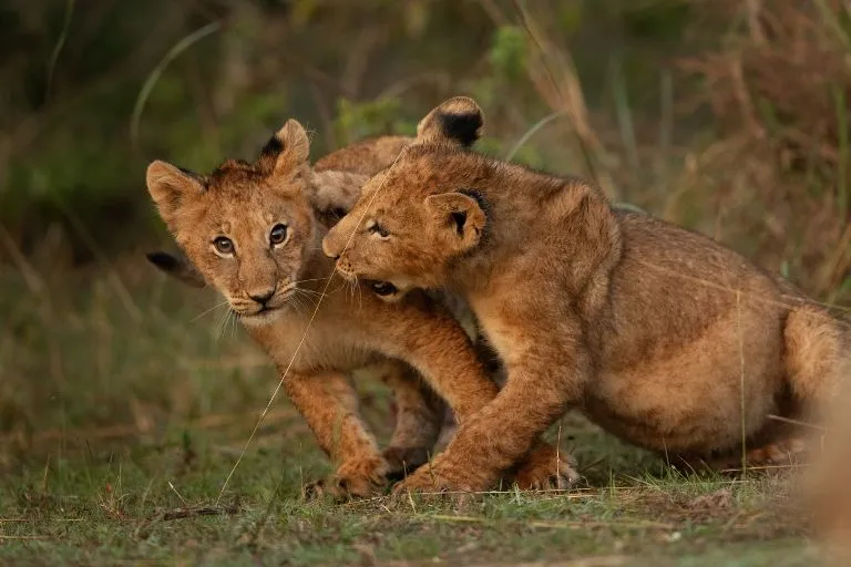 Kenya Wildlife Safari Tours