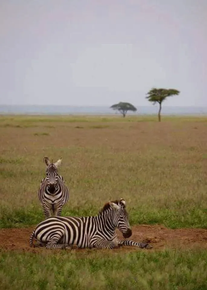 Kenya Wildlife Safari