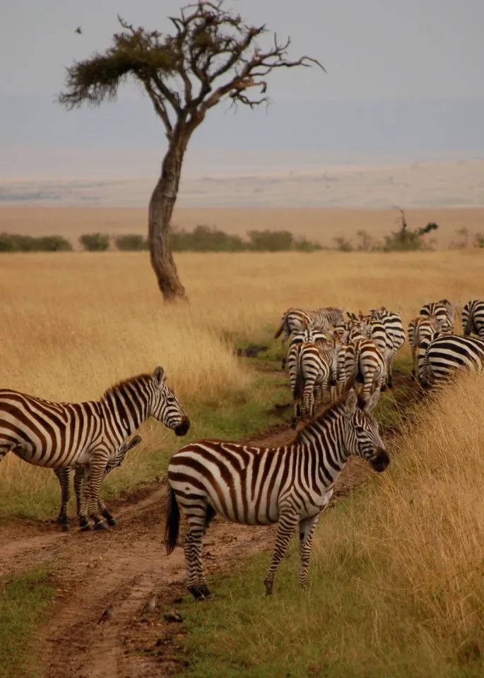 Kenya Wildlife Safaris