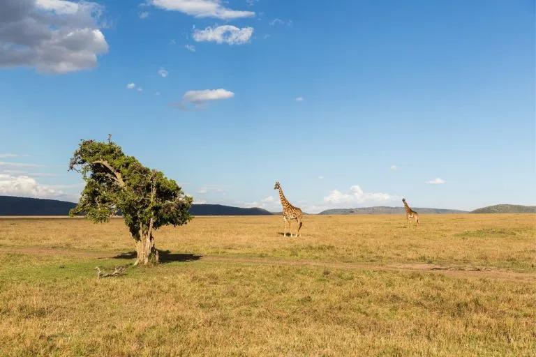 Kenya Wildlife