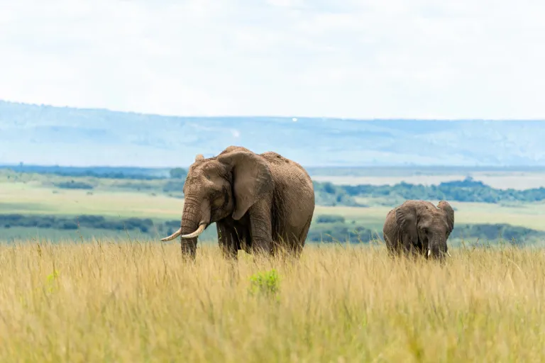Kenya Safaris