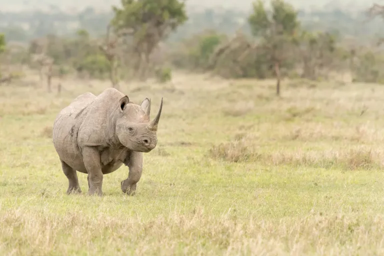 Laikipia