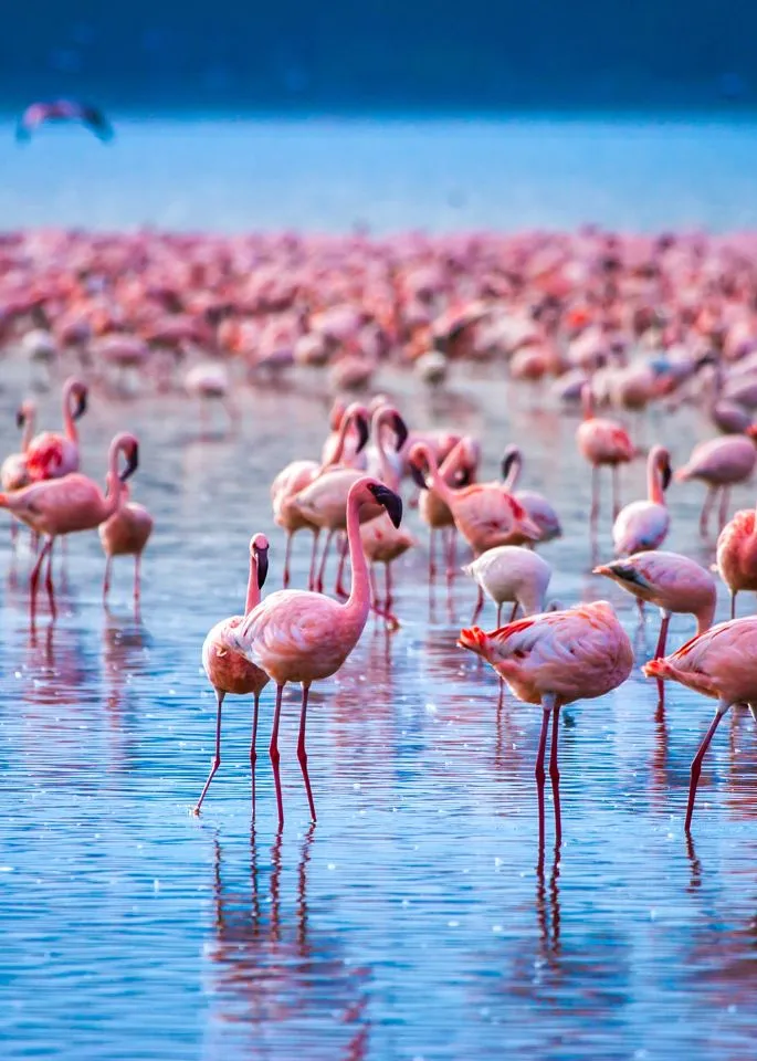 Lake Nakuru National Park Safari