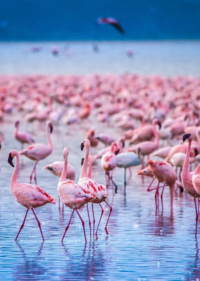 Lake Nakuru National Park