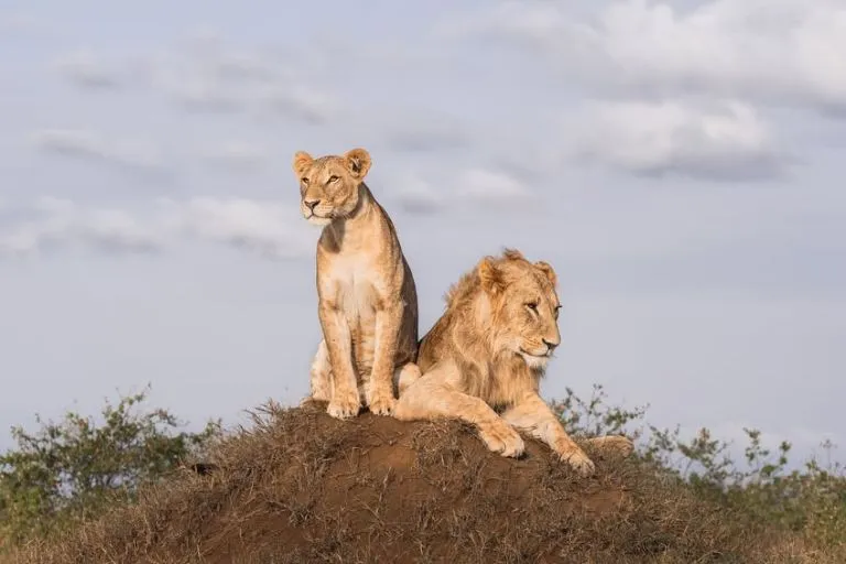 Lions in Kenya