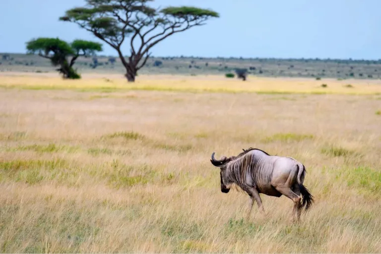 Kenya Safari Trip
