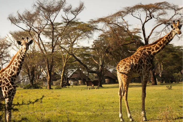 Safari in Kenya