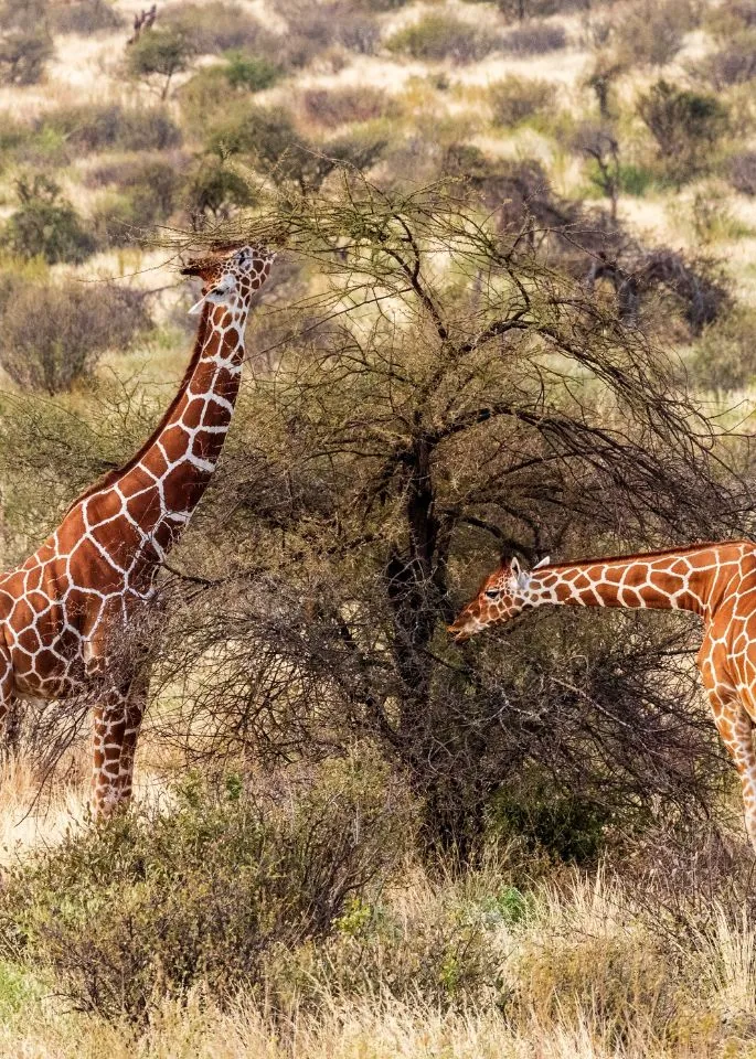 Samburu National Reserve Safaris