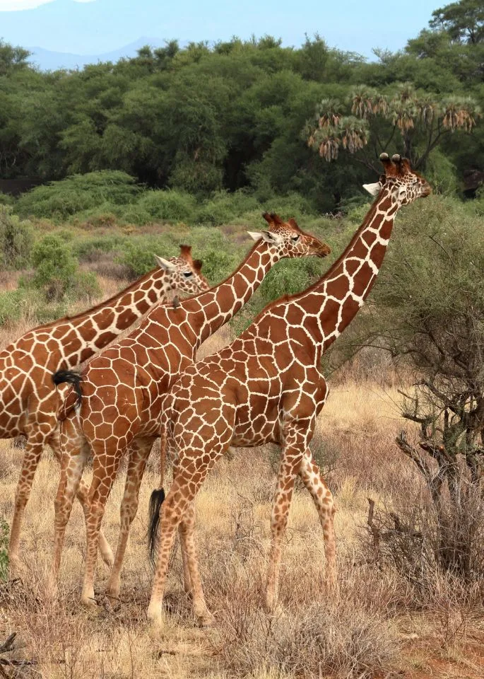Samburu National Reserve