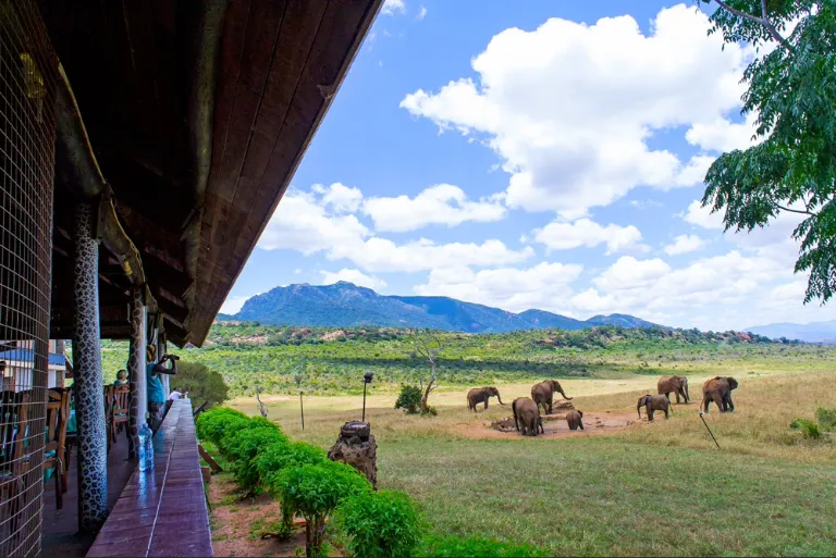 Kenya Safari Trips
