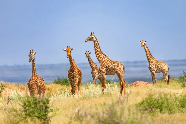 Kenya Safari