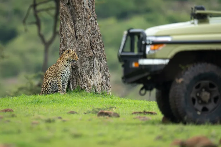 Kenya Safaris