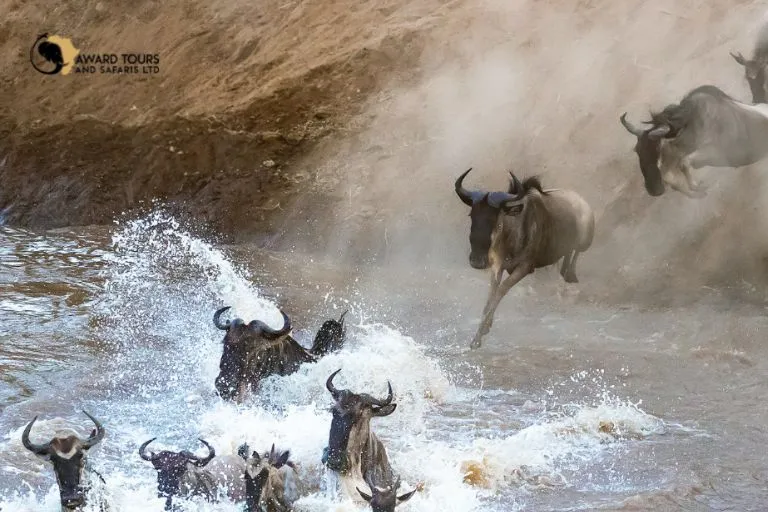 Wildebeest Migration Maasai Mara