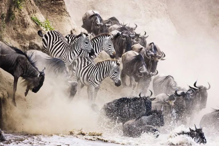 Wildebeest Migration Safari