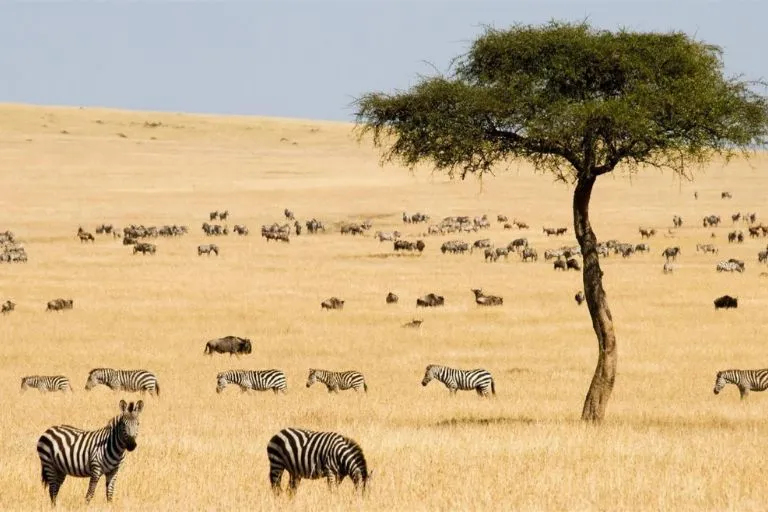 Kenya Safari