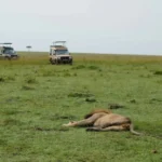 Kenya Safari Tours
