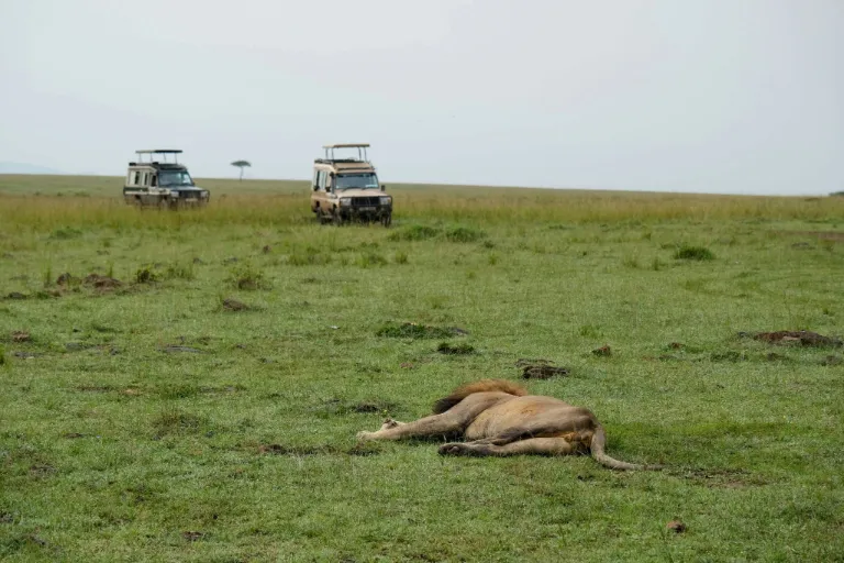 Kenya Safari Tours