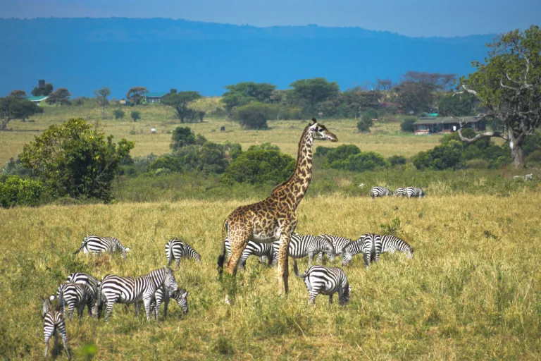4 Day Kenya Safari