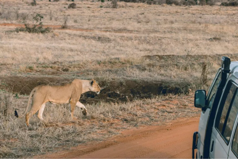 Kenya Safari