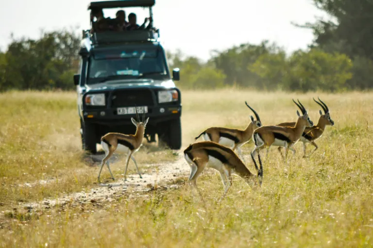 Kenya Safari