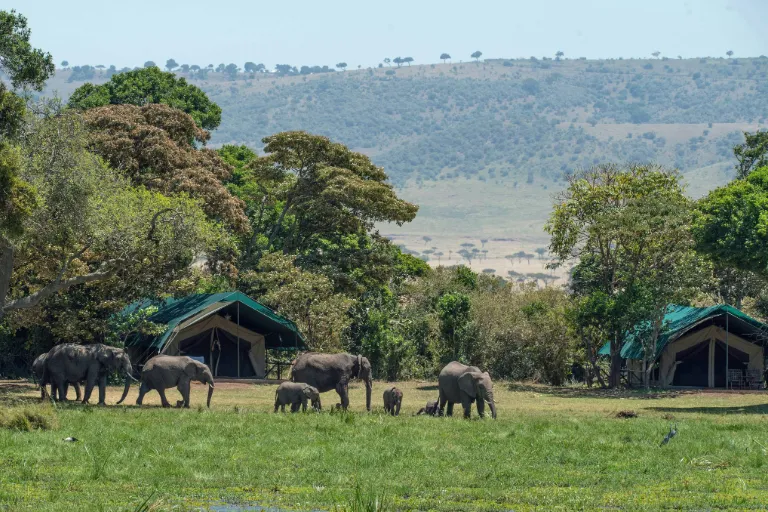 Sustainable Kenya Safaris