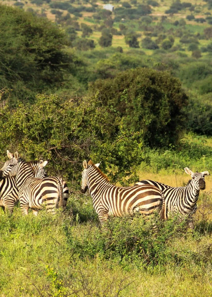 Kenya Safari Tour