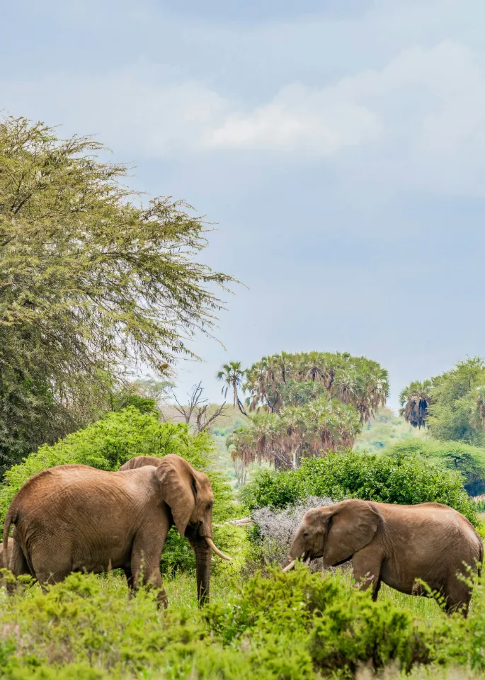 Kenya Safari Tour