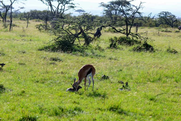 Kenya Safaris Tours