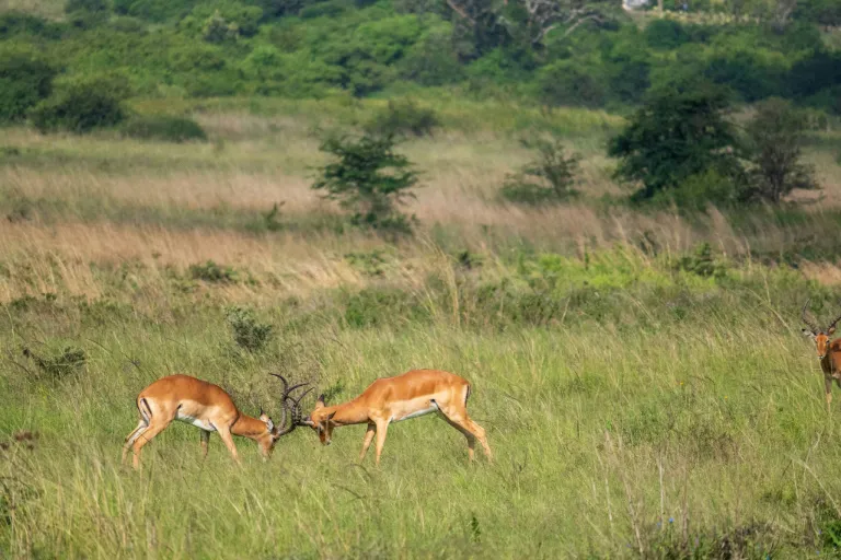 Kenya Green Season Wildlife