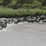 Great Migration River Crossings