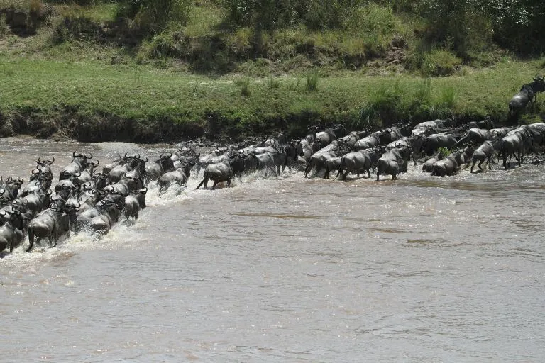 Great Migration River Crossings